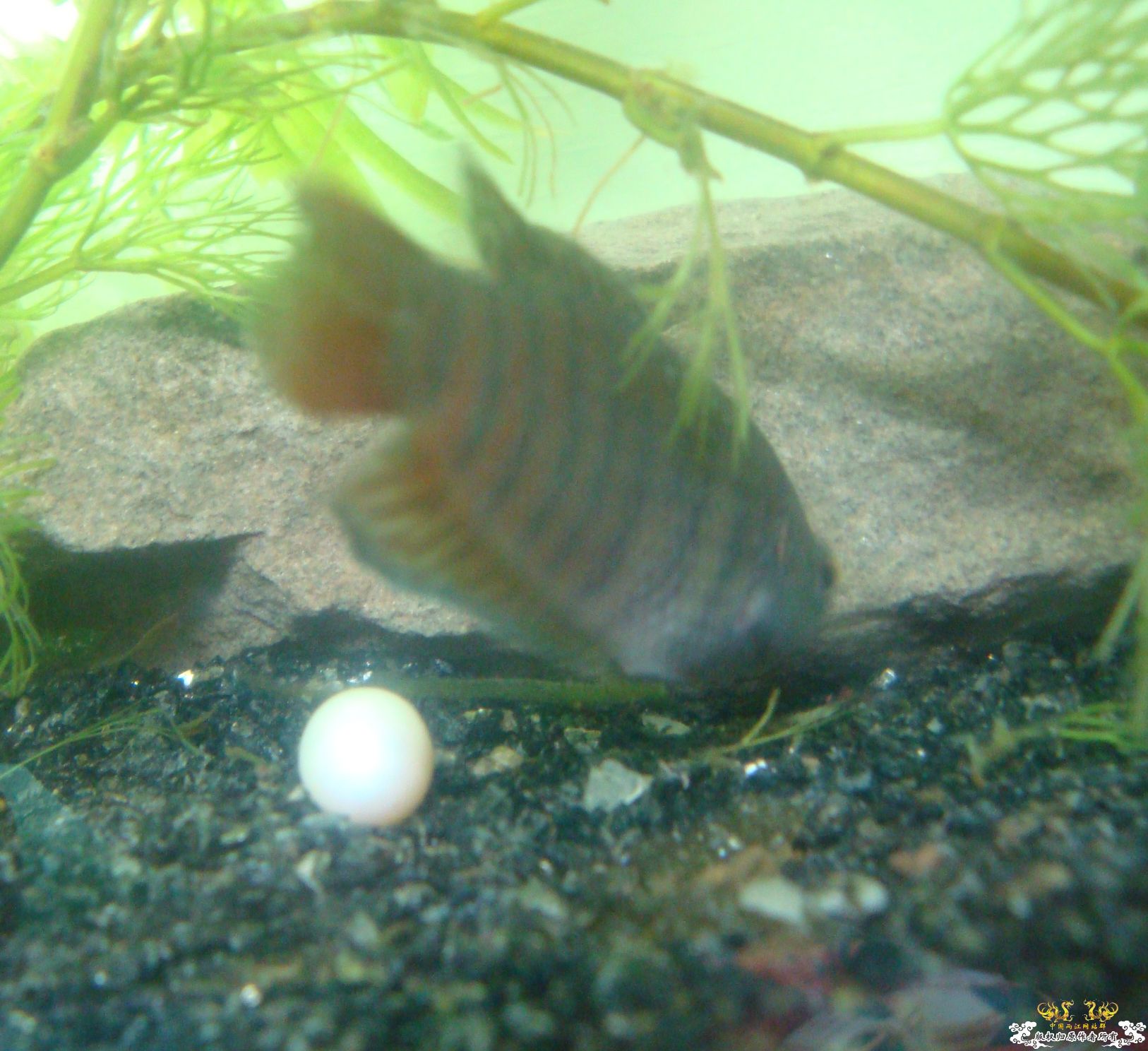 [求助]斗鱼不怎么吃东西