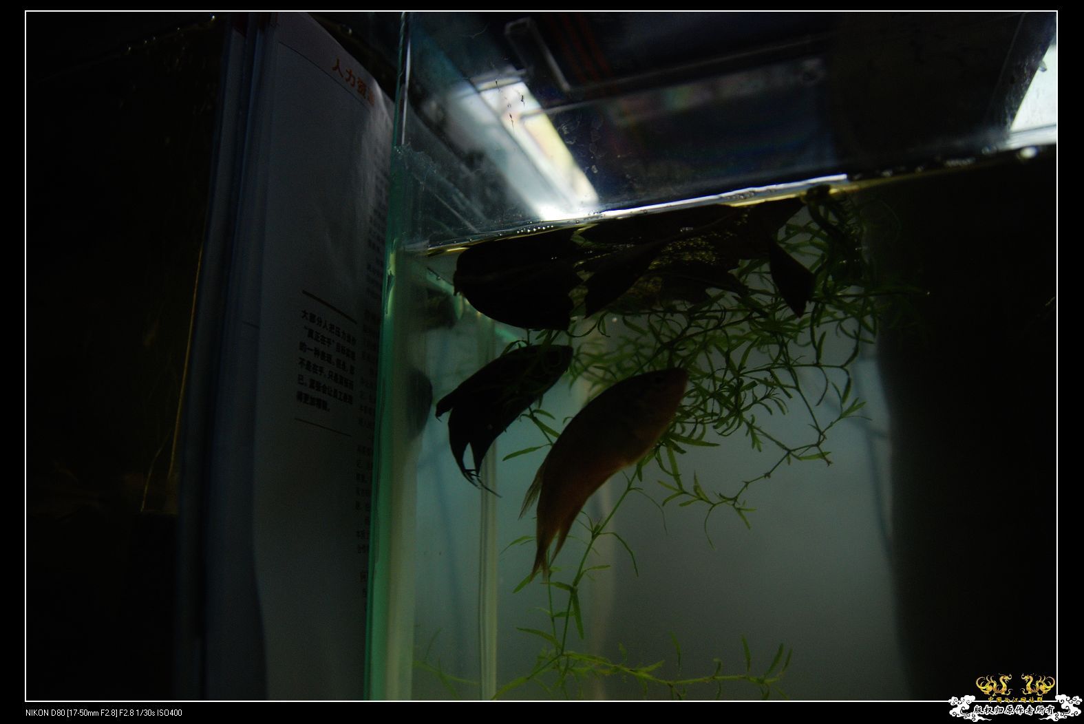 一夫两妻制，后妈居然还是好妈妈