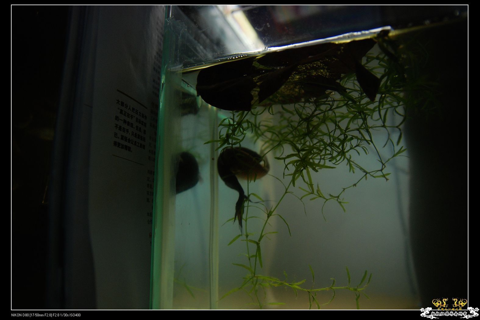 一夫两妻制，后妈居然还是好妈妈