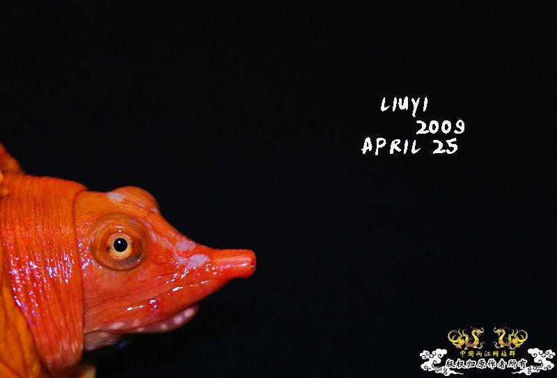 关键词：【黄·金·甲】