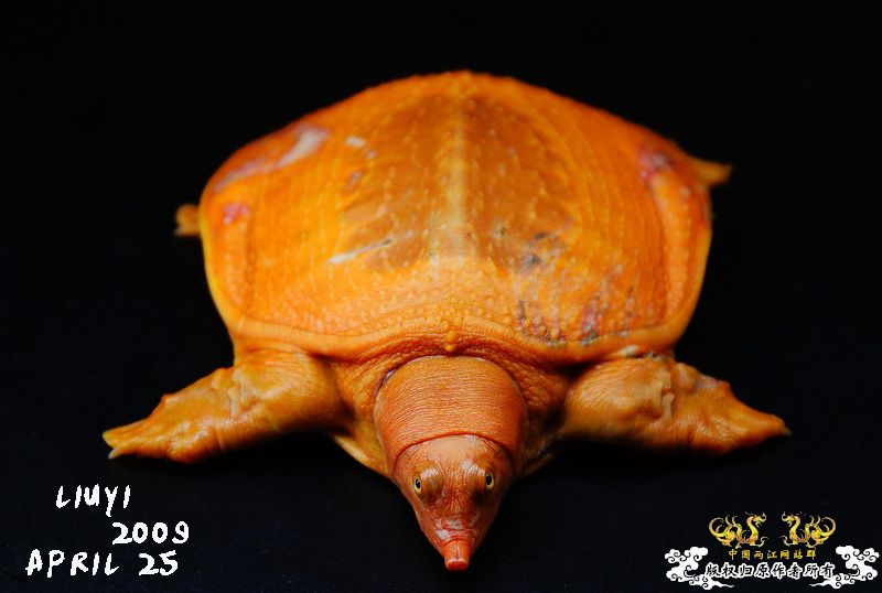 关键词：【黄·金·甲】