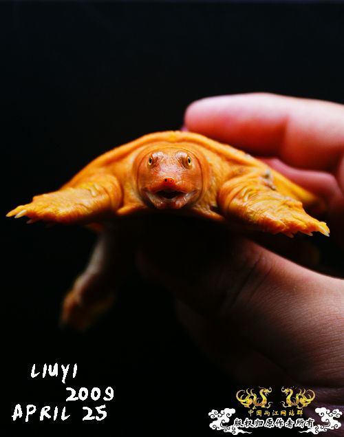 关键词：【黄·金·甲】