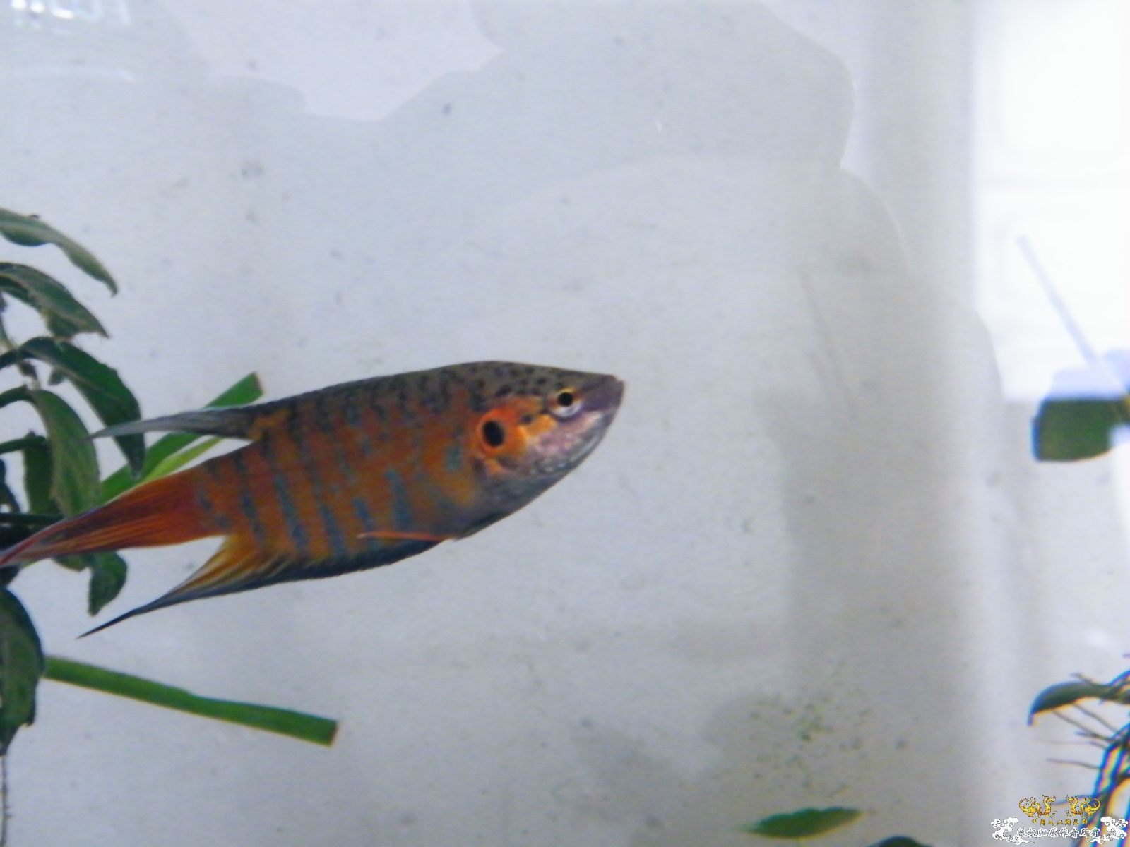 [原创][贴图]潮汕斗鱼