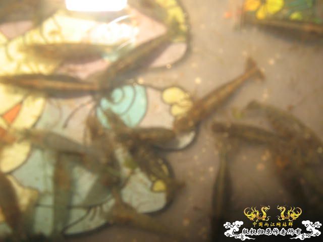 [原创]今天野采的虾