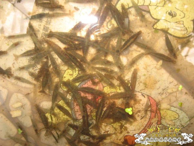 [原创]今天野采的虾