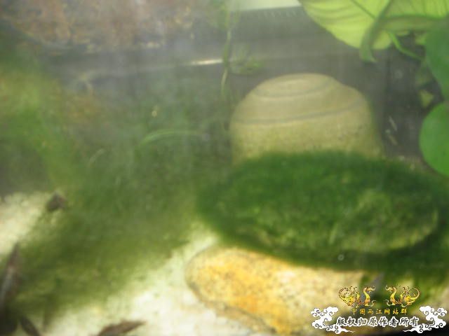 临时做了个虾缸