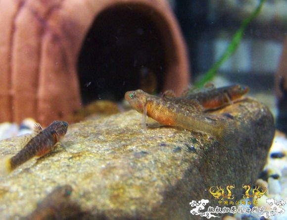 40天的小虾虎,武义吻!