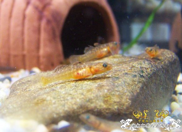 40天的小虾虎,武义吻!