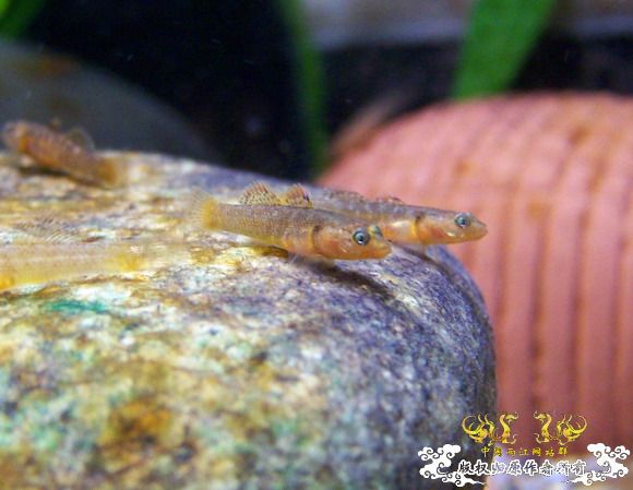 40天的小虾虎,武义吻!