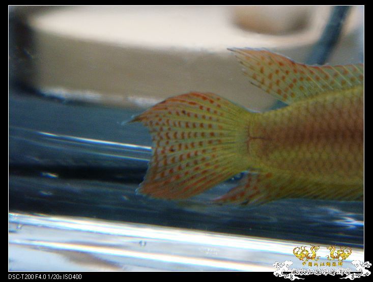 [原创]家有小斗初长成~~~