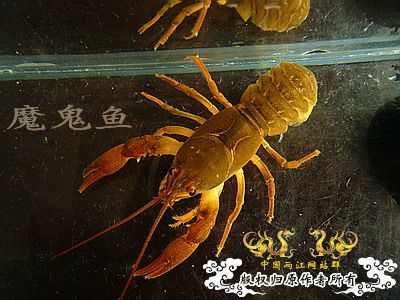 蝲蛄　（祝贺两江完美升级）