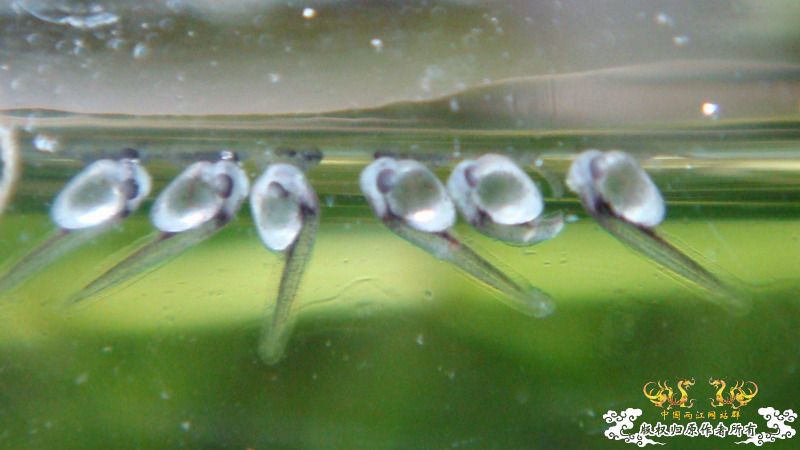 小小斗～～～（清晰Q图～～）