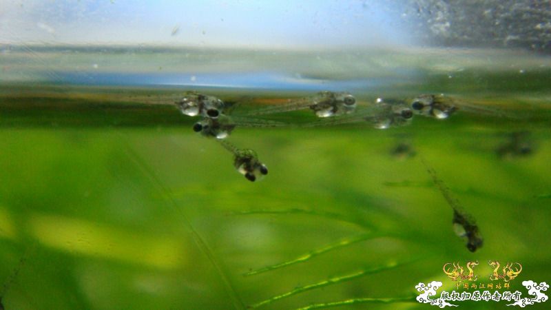 小小斗～～～（清晰Q图～～）