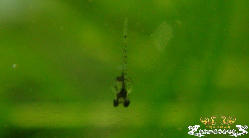 小小斗～～～（清晰Q图～～）