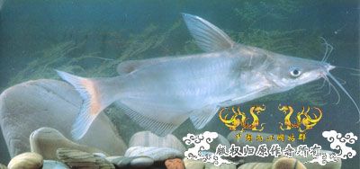 中国濒危鱼种