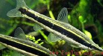 墨筆魚──長麥穗魚
