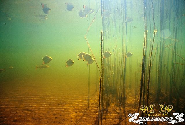 [分享] ADA掌舵人-天野尚先生原始水域水下的拍摄图片