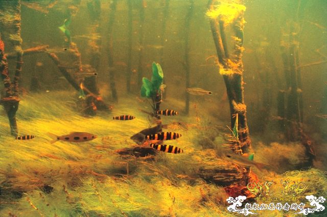 [分享] ADA掌舵人-天野尚先生原始水域水下的拍摄图片