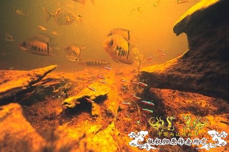 [分享] ADA掌舵人-天野尚先生原始水域水下的拍摄图片