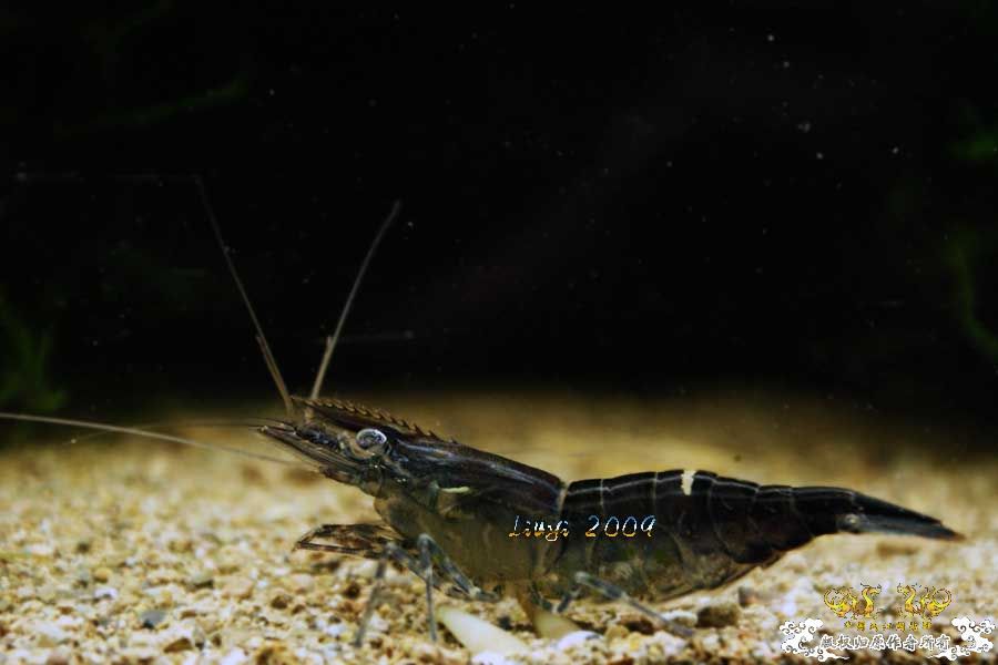 关键词：【黑 红 黄】