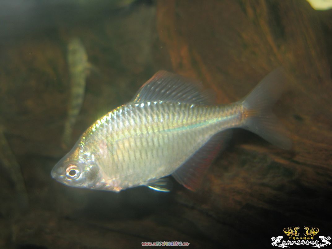 [原创]我家鳑鲏