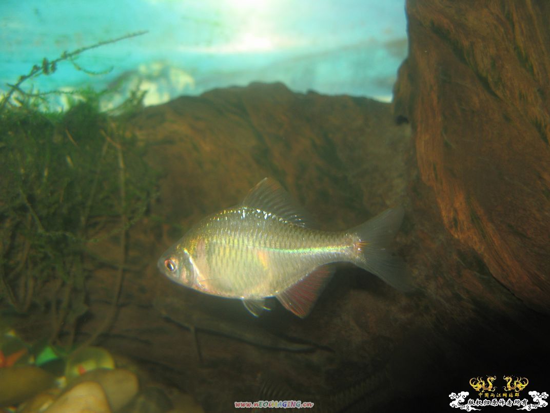 [原创]我家鳑鲏