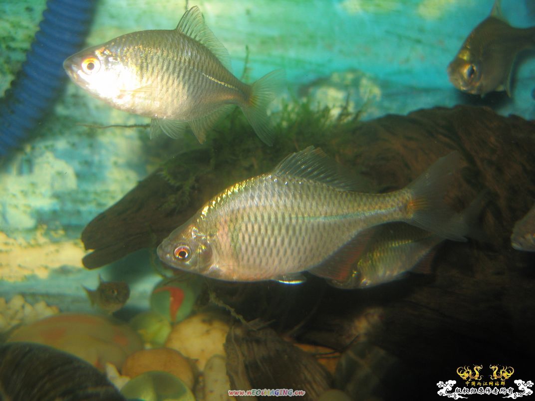 [原创]我家鳑鲏