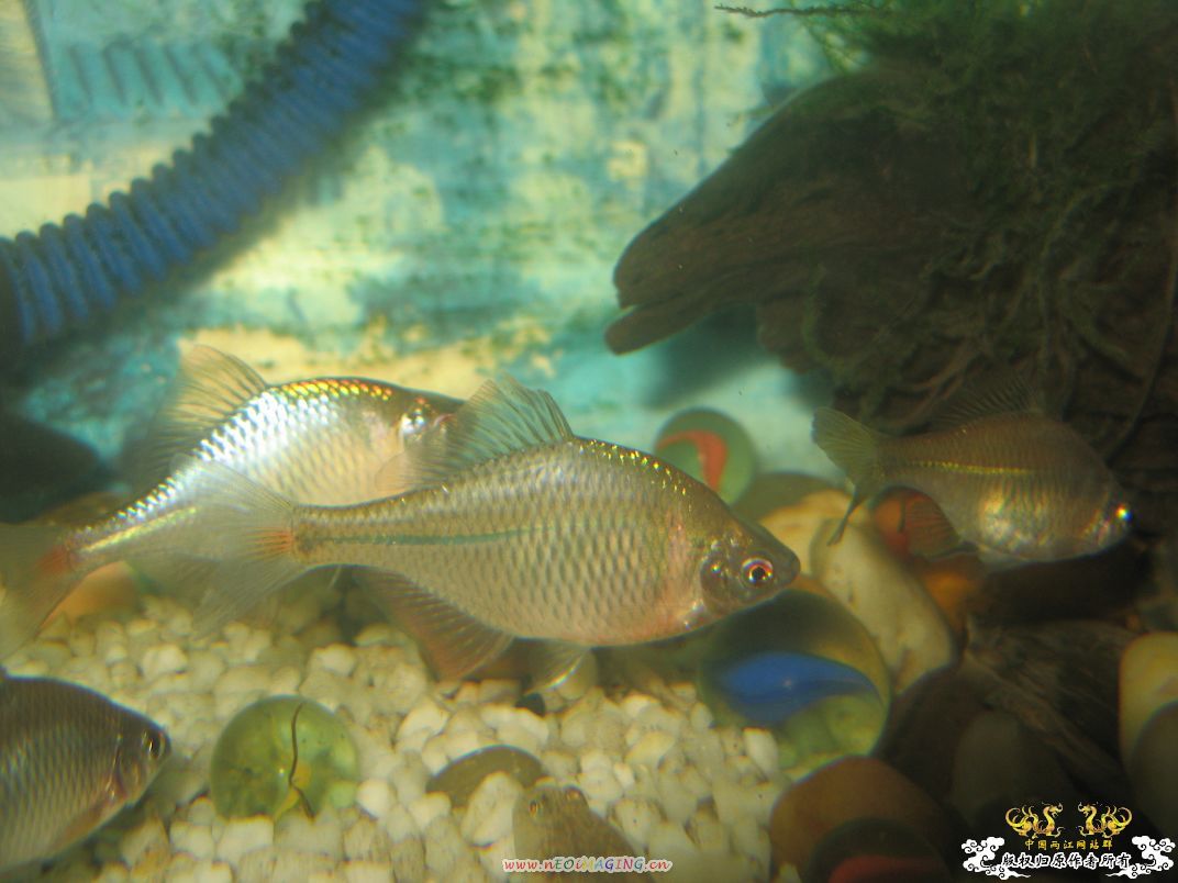 [原创]我家鳑鲏