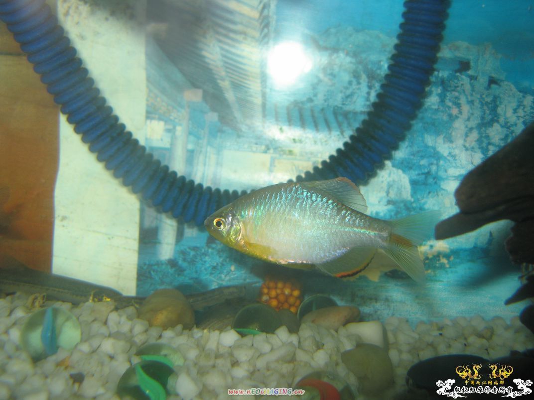 [原创]我家鳑鲏