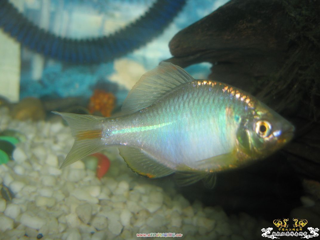 [原创]我家鳑鲏