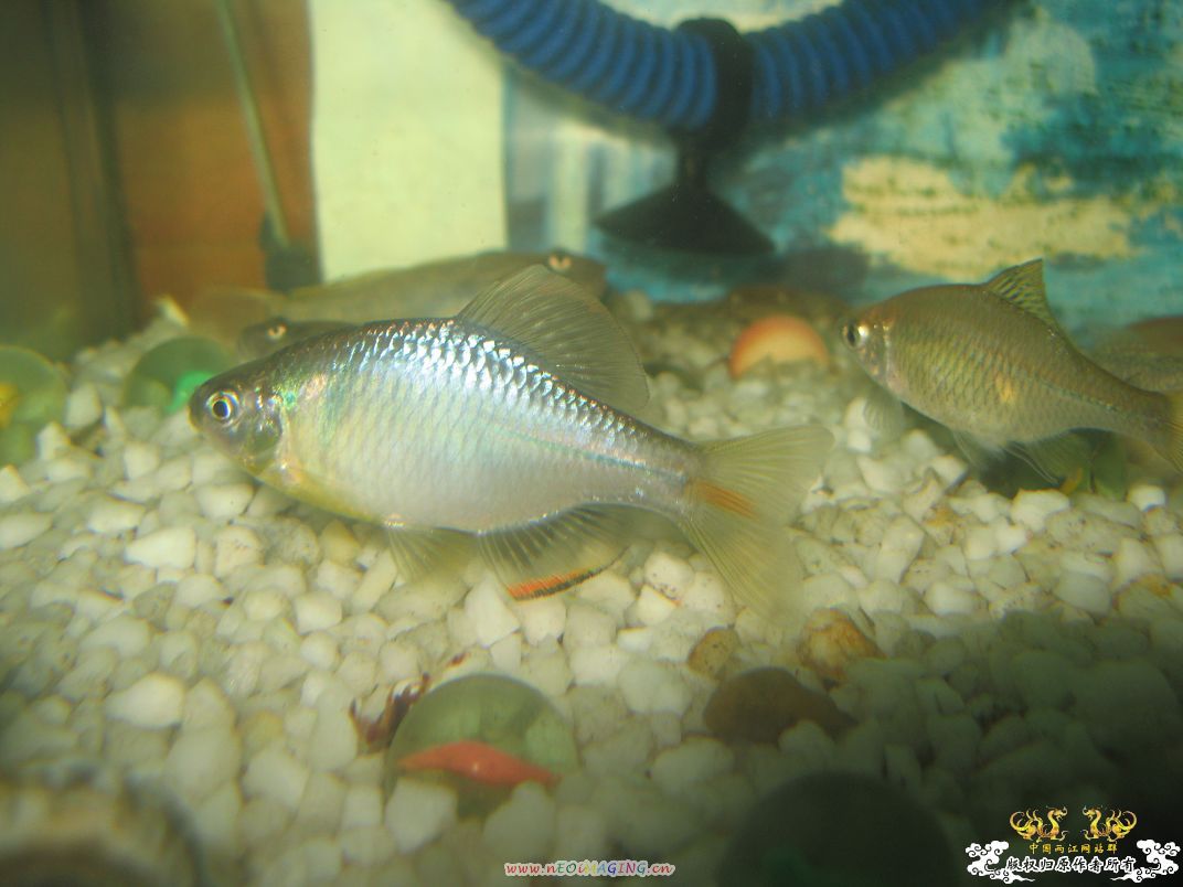 [原创]我家鳑鲏