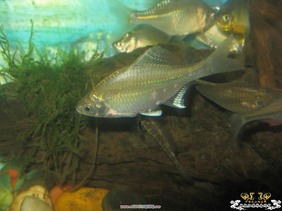 [原创]我家鳑鲏