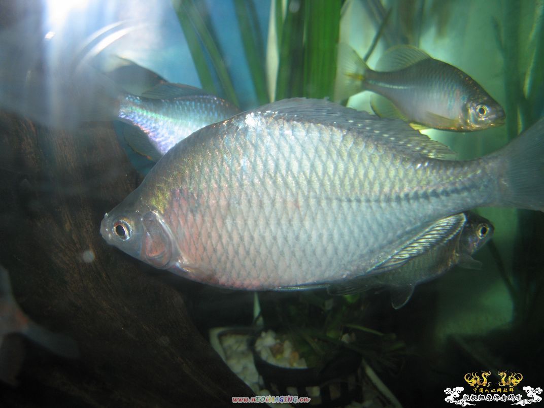 [原创]我家鳑鲏