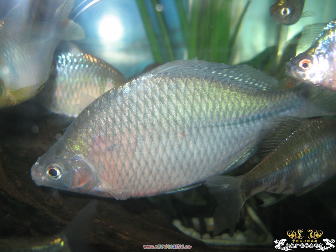 [原创]我家鳑鲏