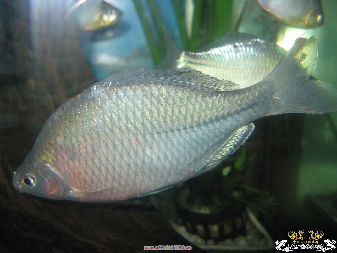 [原创]我家鳑鲏