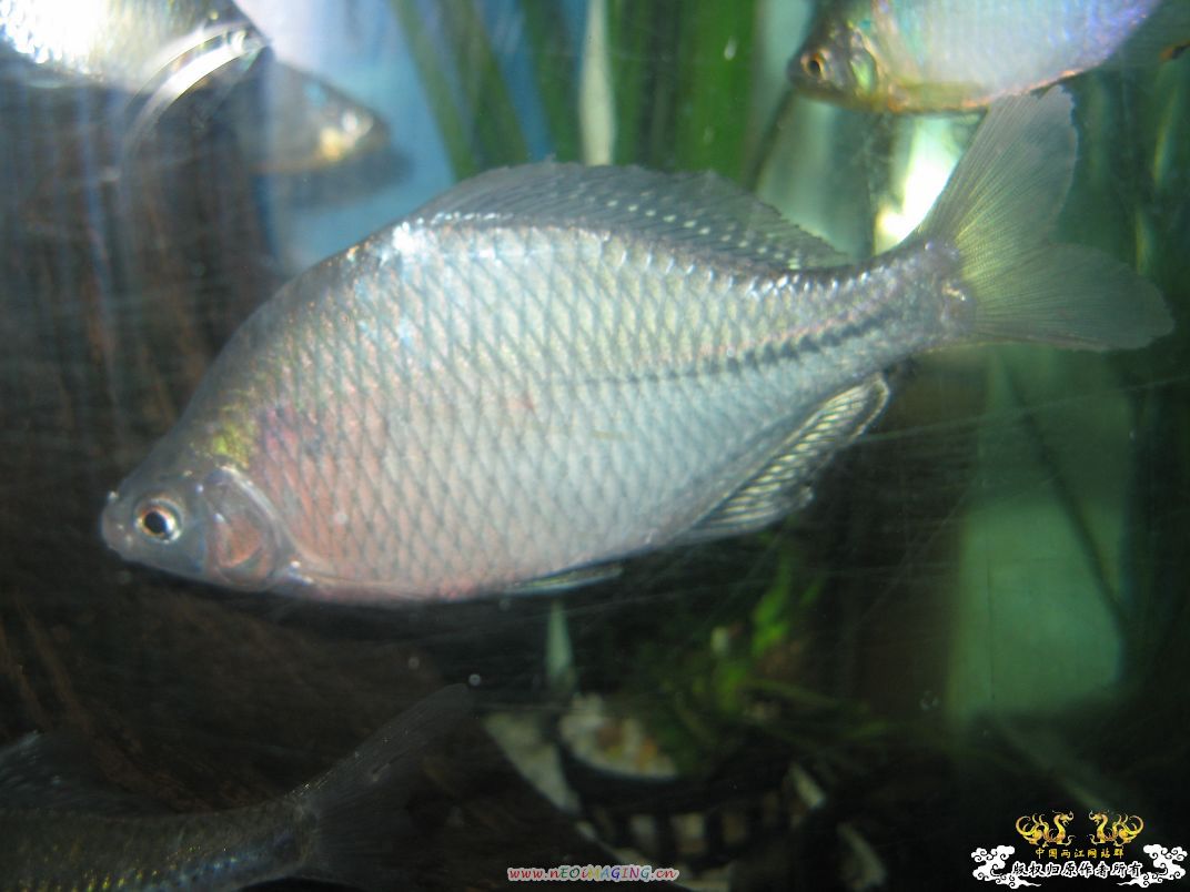 [原创]我家鳑鲏