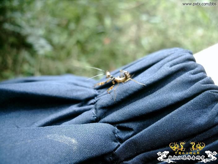 春天—长鼻蜡蝉、竹蜂、螳螂和蝽