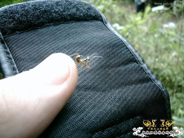 春天—长鼻蜡蝉、竹蜂、螳螂和蝽