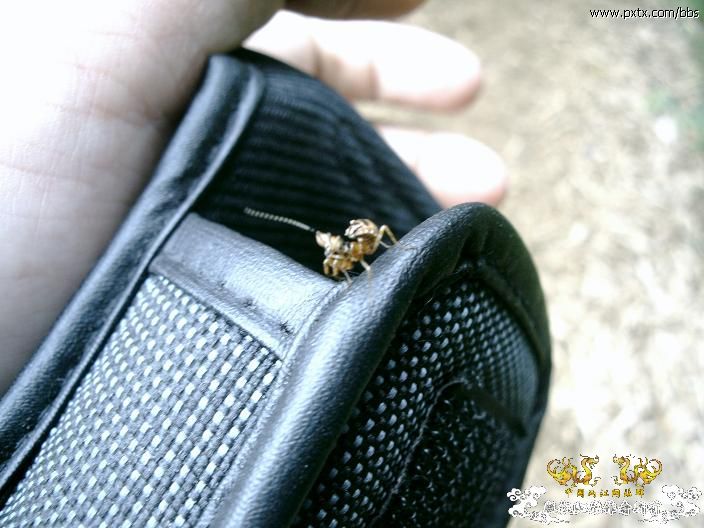 春天—长鼻蜡蝉、竹蜂、螳螂和蝽