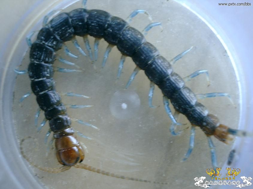 糙耳孔蜈蚣和某蚰蜒