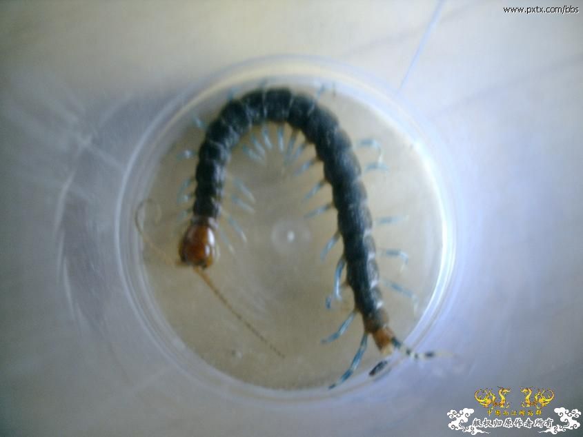 糙耳孔蜈蚣和某蚰蜒