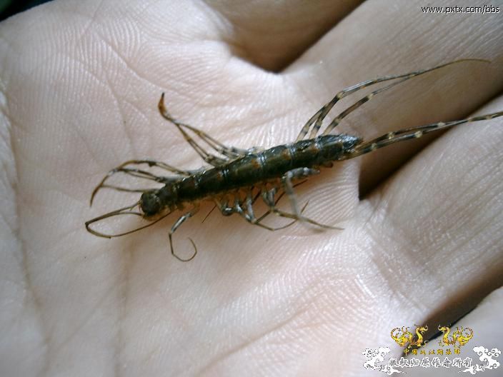 糙耳孔蜈蚣和某蚰蜒