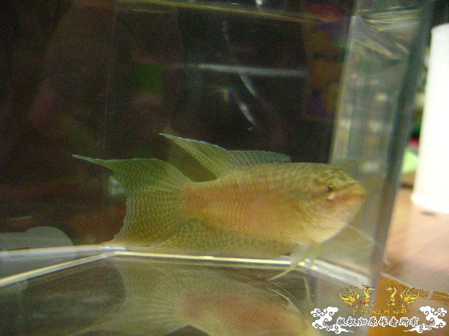 貌似SPE与HK的过渡种