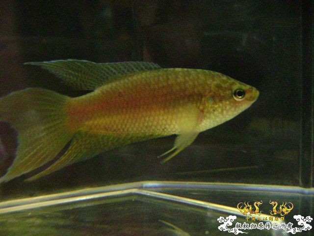 貌似SPE与HK的过渡种