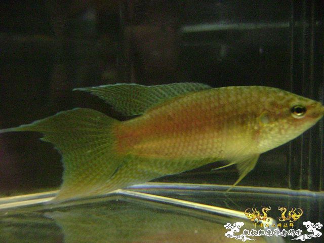 貌似SPE与HK的过渡种