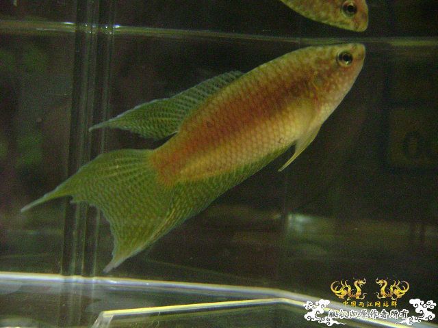 貌似SPE与HK的过渡种