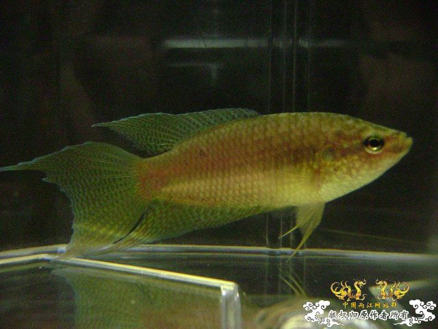 貌似SPE与HK的过渡种