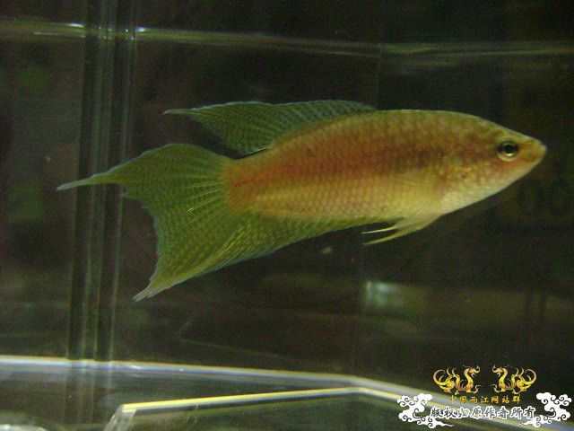 貌似SPE与HK的过渡种