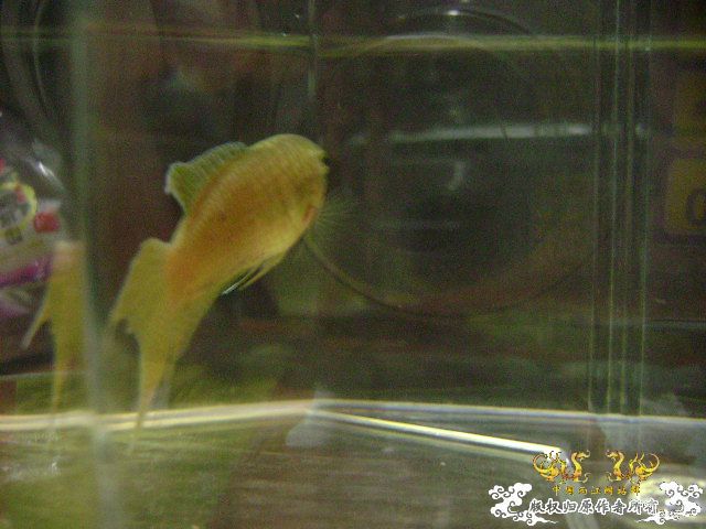 貌似SPE与HK的过渡种