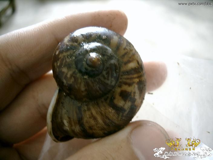 清明采到的大山蜗牛